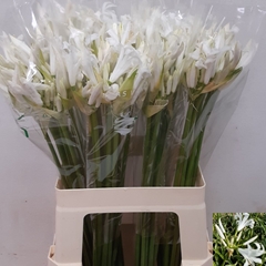 Nerine Adele 60cm