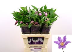 Clematis Amazing London 60cm