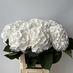 Hydrangea White Verena 60cm 12-14cm Hd