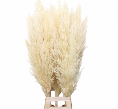 Cortaderia Silver Star 110cm
