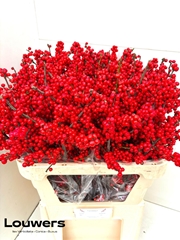 Ilex Magical Supreme Red 80cm