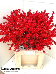 Ilex Magical Supreme Red 70cm