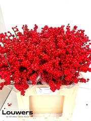 Ilex Magical Supreme Red 60cm
