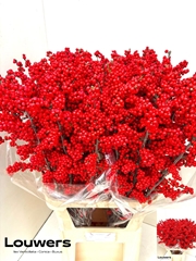 Ilex Magical Supreme Red 90cm