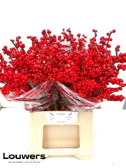 Ilex Magical Supreme Red 50cm