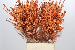 Ilex Verticillata Winter Gold 100cm