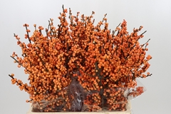 Ilex Verticillata Winter Gold 60cm