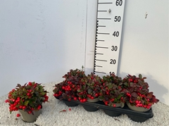 Gaultheria Procumbens 13Ø 20cm