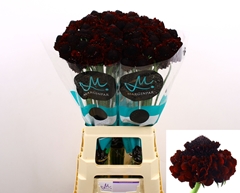 Scabiosa Bon Bon Marachino Cherry Scoop 70cm