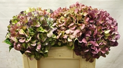 Hydrangea Bodensee Classic 45cm 15-17cm Hd