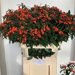 Euphorbia Fulgens Spray Queen Of Orange 80cm 15cm Hd