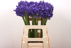 Agapanthus Eyfori Blue 60cm