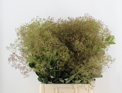 Cotinus Coggygria Young Lady 80cm