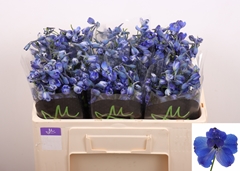 Delphinium Single Lince 50cm
