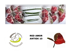 Anthurium Red Amor 15cm Hd