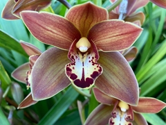 Cymbidium Mini Hot Chocolate 70cm