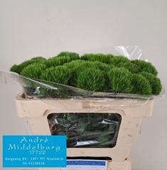 Dianthus Barb Kiwi Mellow Cool 50cm