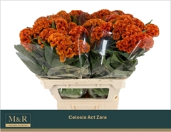 Celosia Act Zara 72cm