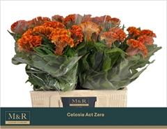 Celosia Act Zara 60cm