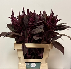 Amaranthus Cruentus Velvet 60cm