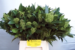 Skimmia Kew Green Per Bunch 50cm