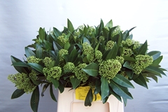 Skimmia Kew Green Per Bunch 42cm