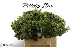 Pittosporum Tobira Ilan 60cm