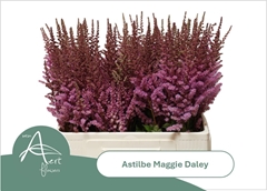 Astilbe Maggie Daley 60cm