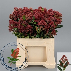 Skimmia Japonica Rubella Per Bunch 45cm