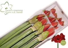 Hippeastrum Ferrari 70cm