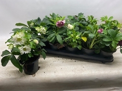 Helleborus Orientalis 12Ø 25cm