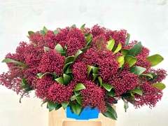 Skimmia Japonica Rubella Per Bunch 45cm