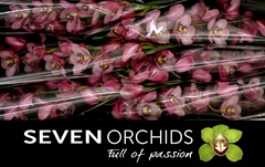 Cymbidium Tjakka 80cm