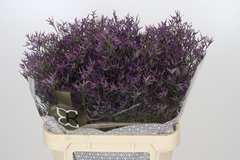 Limonium Safora Dark Blue 80cm 40gr.