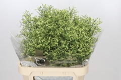 Limonium Sinense China Lemon 80cm 40gr.