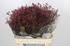 Limonium Sinense Scarlet Diamond 80cm 40gr.