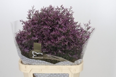 Limonium Safora Lilac 80cm 35gr.