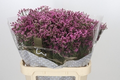 Limonium Sinense Tiffany Diamond 80cm 35gr.