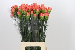 Dianthus Single Arno 70cm