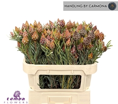 Leucadendron Rubrum 70cm
