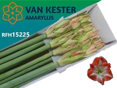 Hippeastrum Minerva 80cm