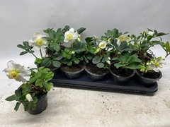 Helleborus Niger 12Ø 22cm