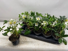 Helleborus Niger 12Ø 26cm