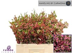 Chamelaucium My Sweet Sixteen 50cm 40gr.