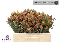 Leucadendron Rubrum 50cm Twisted