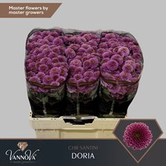 Chrysanth Santini Doria 55cm 54gr.