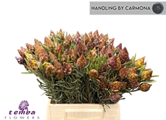 Leucadendron Rubrum 40cm Twisted