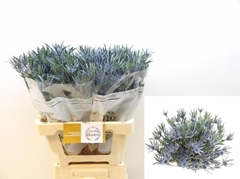 Eryngium Pacific Blue Stripe 60cm