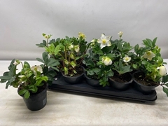 Helleborus Niger 12Ø 24cm