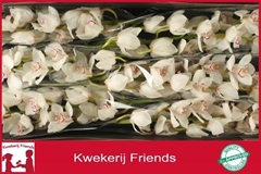 Cymbidium Calypso 80cm